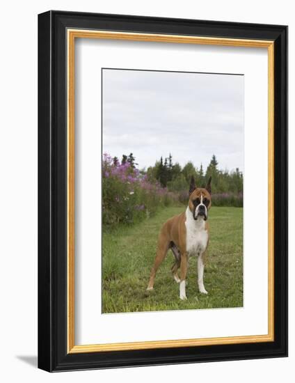 Boxer-Lynn M^ Stone-Framed Photographic Print