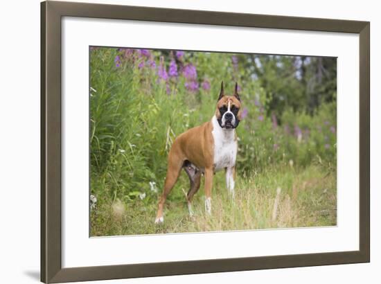 Boxer-Lynn M^ Stone-Framed Photographic Print