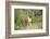 Boxer-Lynn M^ Stone-Framed Photographic Print