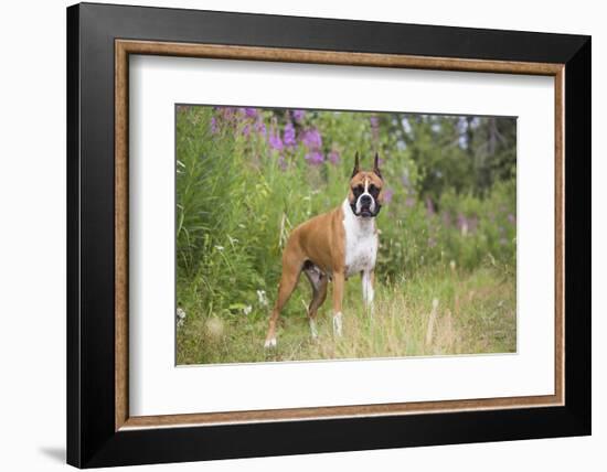 Boxer-Lynn M^ Stone-Framed Photographic Print