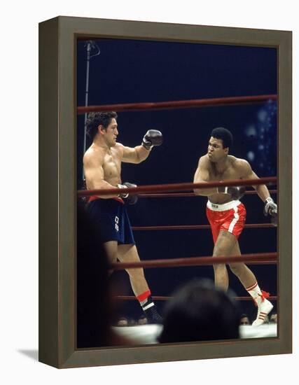 Boxers Cassius Clay and Oscar Bonavena Fighting at Madison Square Garden-Bill Ray-Framed Premier Image Canvas