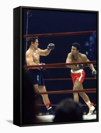 Boxers Cassius Clay and Oscar Bonavena Fighting at Madison Square Garden-Bill Ray-Framed Premier Image Canvas