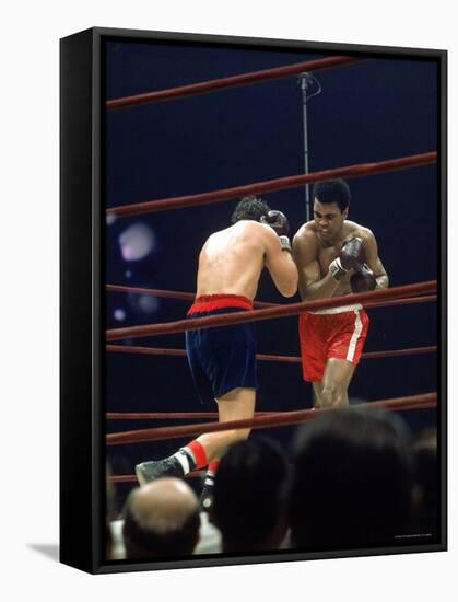 Boxers Cassius Clay and Oscar Bonavena Fighting at Madison Square Garden-Bill Ray-Framed Premier Image Canvas