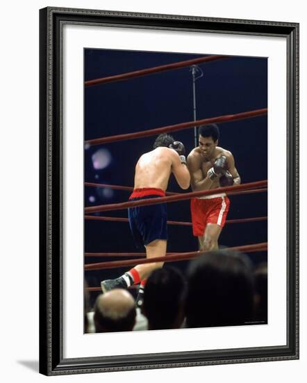 Boxers Cassius Clay and Oscar Bonavena Fighting at Madison Square Garden-Bill Ray-Framed Premium Photographic Print