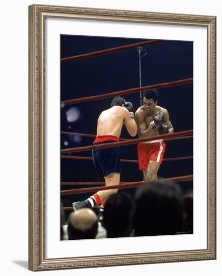 Boxers Cassius Clay and Oscar Bonavena Fighting at Madison Square Garden-Bill Ray-Framed Premium Photographic Print