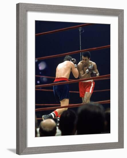 Boxers Cassius Clay and Oscar Bonavena Fighting at Madison Square Garden-Bill Ray-Framed Premium Photographic Print