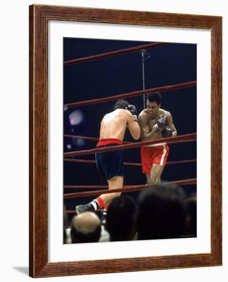 Boxers Cassius Clay and Oscar Bonavena Fighting at Madison Square Garden-Bill Ray-Framed Premium Photographic Print