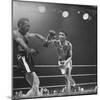 Boxers Ray Robinson and Carmen Basilio Fighting in the Ring-George Silk-Mounted Premium Photographic Print