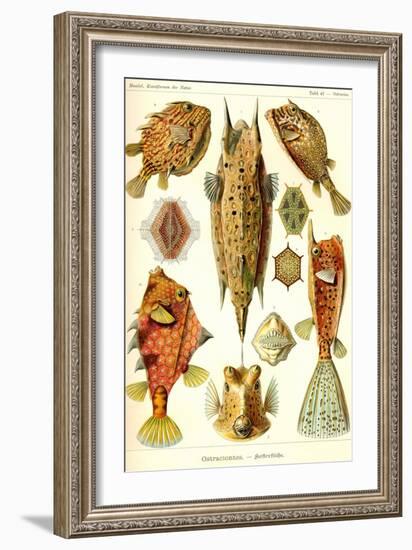 Boxfish-Ernst Haeckel-Framed Art Print