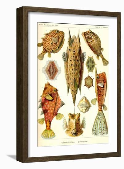 Boxfish-Ernst Haeckel-Framed Art Print