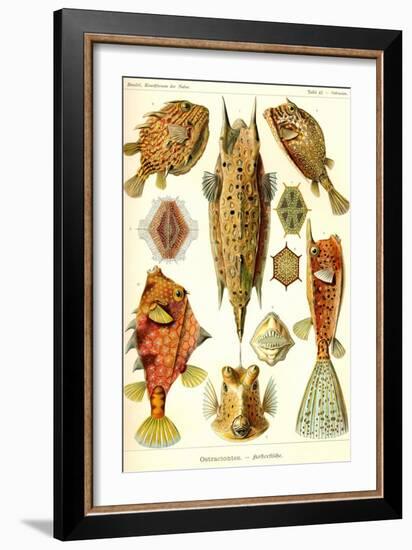 Boxfish-Ernst Haeckel-Framed Art Print