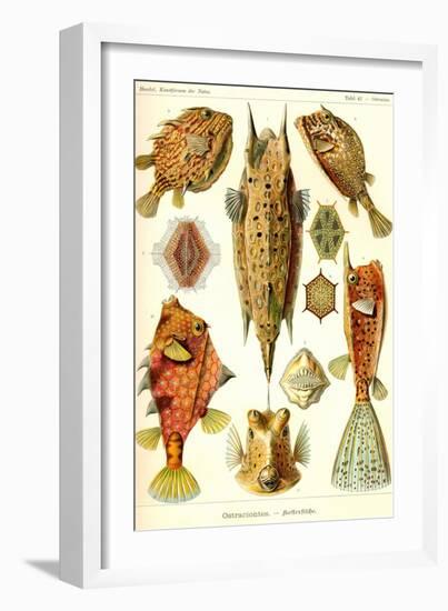 Boxfish-Ernst Haeckel-Framed Art Print