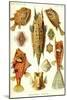 Boxfish-Ernst Haeckel-Mounted Art Print
