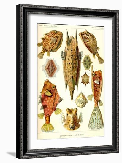 Boxfish-Ernst Haeckel-Framed Art Print