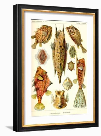 Boxfish-Ernst Haeckel-Framed Art Print