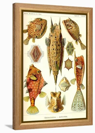 Boxfish-Ernst Haeckel-Framed Stretched Canvas