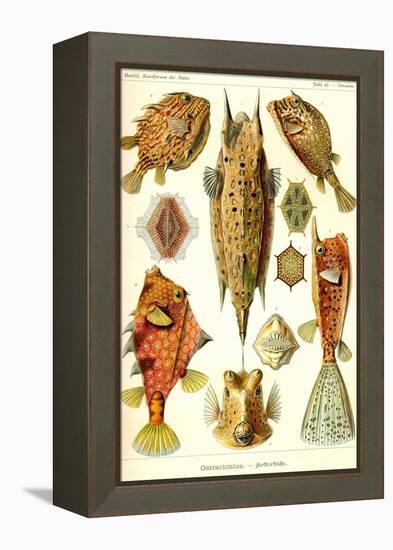 Boxfish-Ernst Haeckel-Framed Stretched Canvas