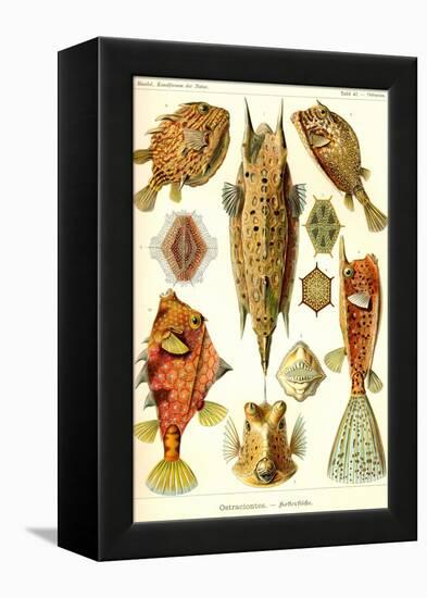 Boxfish-Ernst Haeckel-Framed Stretched Canvas