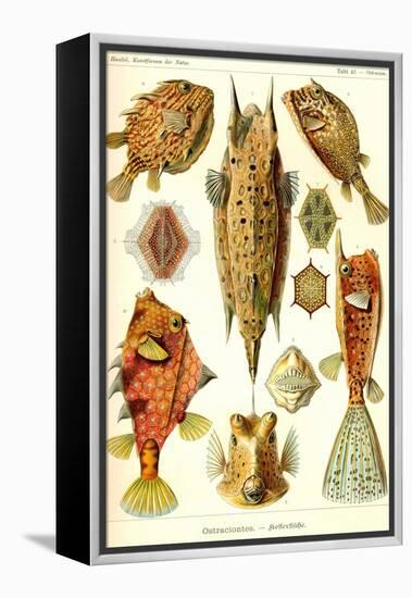 Boxfish-Ernst Haeckel-Framed Stretched Canvas