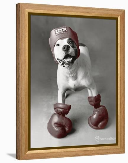 Boxing Dog-Rachael Hale-Framed Stretched Canvas