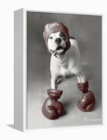 Boxing Dog-Rachael Hale-Framed Stretched Canvas