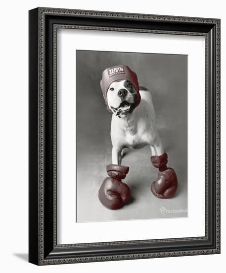 Boxing Dog-Rachael Hale-Framed Art Print