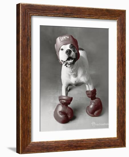 Boxing Dog-Rachael Hale-Framed Art Print