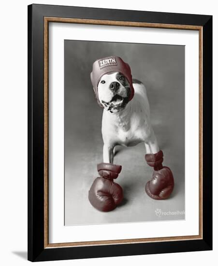 Boxing Dog-Rachael Hale-Framed Art Print