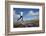 Boy (Aged 17) Jumping across Upland Stream-Mark Hamblin-Framed Photographic Print