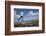 Boy (Aged 17) Jumping across Upland Stream-Mark Hamblin-Framed Photographic Print