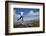 Boy (Aged 17) Jumping across Upland Stream-Mark Hamblin-Framed Photographic Print