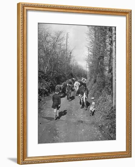 Boy and His Dog Driving the Cows in for Milking-null-Framed Photographic Print