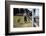 Boy and His Dog Walking Along a Fence-William P. Gottlieb-Framed Photographic Print