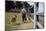 Boy and His Dog Walking Along a Fence-William P. Gottlieb-Mounted Photographic Print