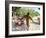 Boy Carrying Freshly Caught Swordfish, Embudu, the Maldives, Indian Ocean-Fraser Hall-Framed Photographic Print