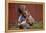 Boy Feeding a Rabbit-William P. Gottlieb-Framed Premier Image Canvas