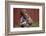 Boy Feeding a Rabbit-William P. Gottlieb-Framed Photographic Print