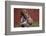 Boy Feeding a Rabbit-William P. Gottlieb-Framed Photographic Print