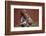 Boy Feeding a Rabbit-William P. Gottlieb-Framed Photographic Print