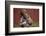 Boy Feeding a Rabbit-William P. Gottlieb-Framed Photographic Print