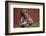 Boy Feeding a Rabbit-William P. Gottlieb-Framed Photographic Print