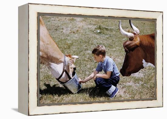 Boy Feeding Cows-William P. Gottlieb-Framed Premier Image Canvas