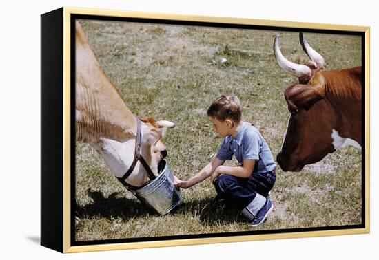 Boy Feeding Cows-William P. Gottlieb-Framed Premier Image Canvas