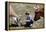 Boy Feeding Cows-William P. Gottlieb-Framed Premier Image Canvas