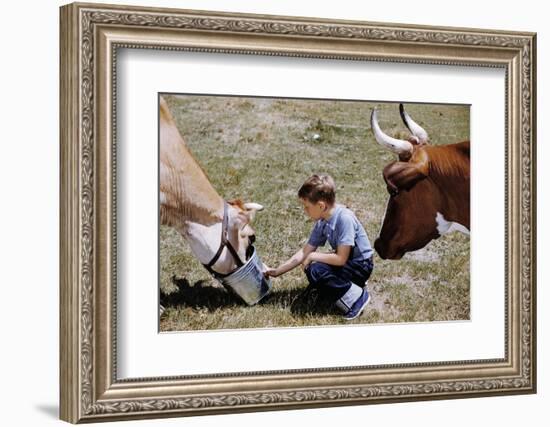 Boy Feeding Cows-William P. Gottlieb-Framed Photographic Print