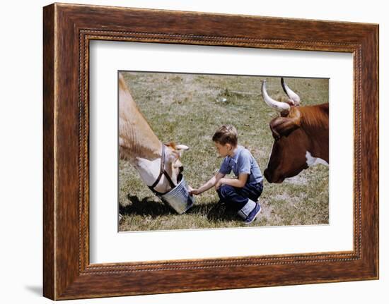 Boy Feeding Cows-William P. Gottlieb-Framed Photographic Print