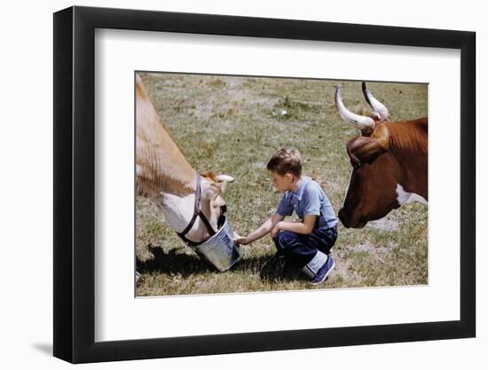 Boy Feeding Cows-William P. Gottlieb-Framed Photographic Print