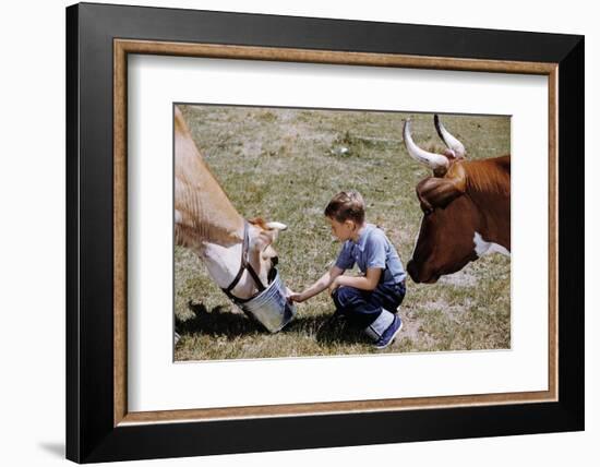 Boy Feeding Cows-William P. Gottlieb-Framed Photographic Print