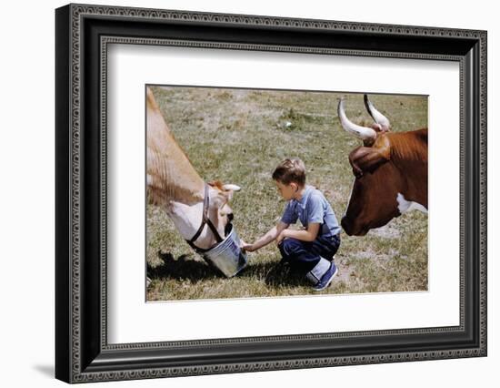 Boy Feeding Cows-William P. Gottlieb-Framed Photographic Print