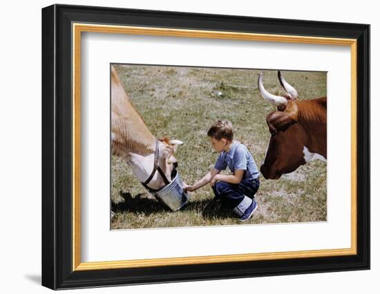 Boy Feeding Cows-William P. Gottlieb-Framed Photographic Print